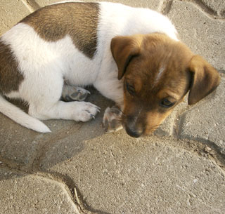 Therapie am Hund